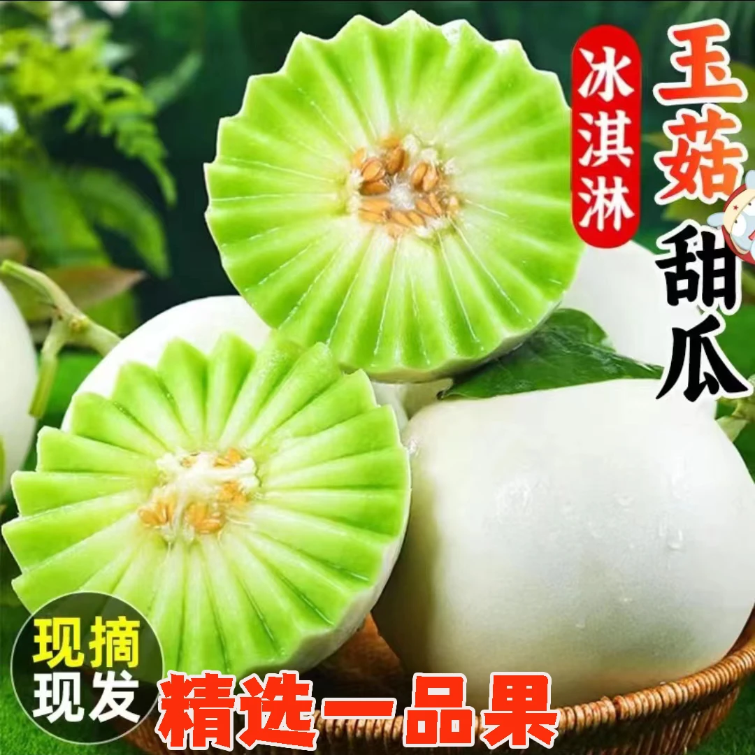 {玉菇甜瓜}山东玉菇甜瓜软糯香甜冰激淋口感产地现摘鲜果直发