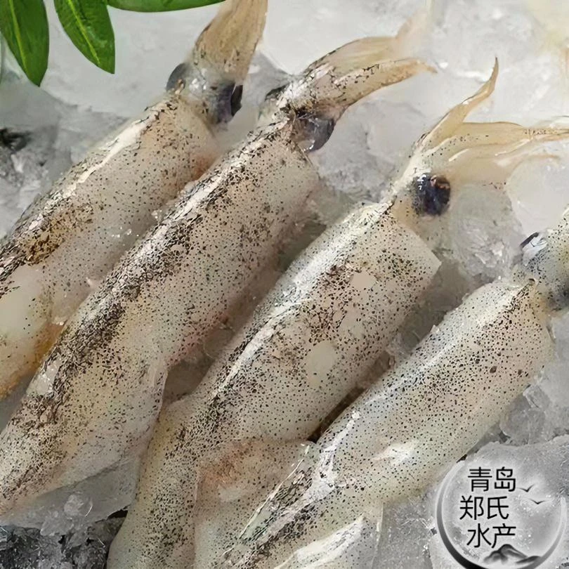 野生笔管鱼/海兔， 8/10条1斤  共4斤新鲜速冻 顺丰冷链发货