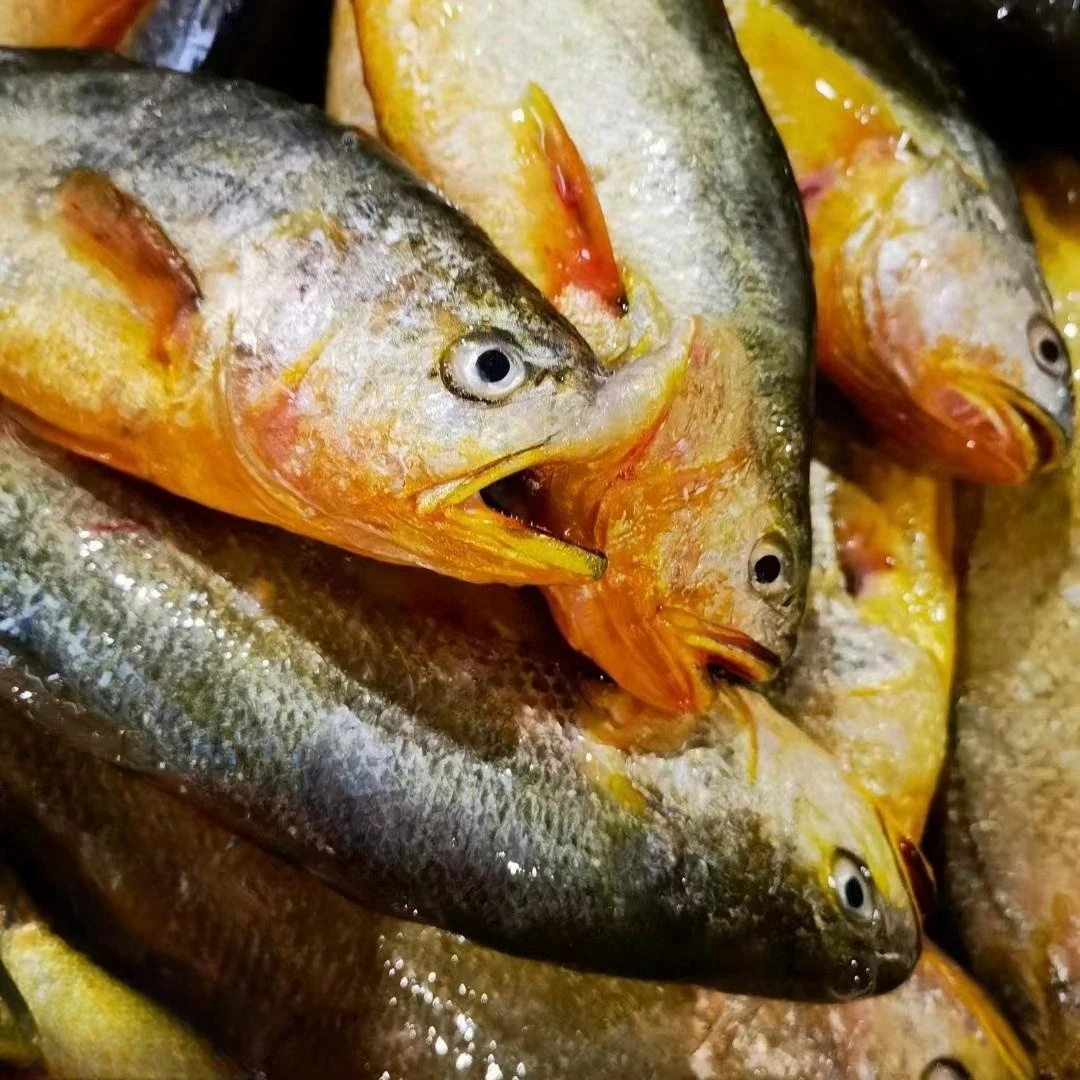 新鲜放养黄花鱼单条8到9两一条 鲜鱼速冻顺丰冷链包邮