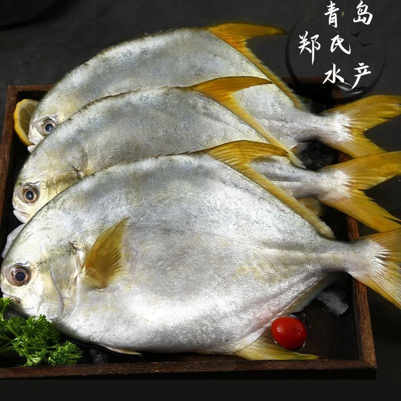 新鲜鲜活食用金鲳鱼5条  每条300克左右鲜鱼发货顺丰冷链包邮