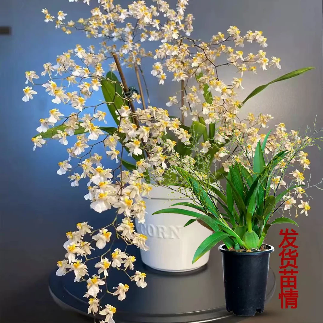 白色梦香兰盆栽带花苞室内植物精品兰花名贵花卉