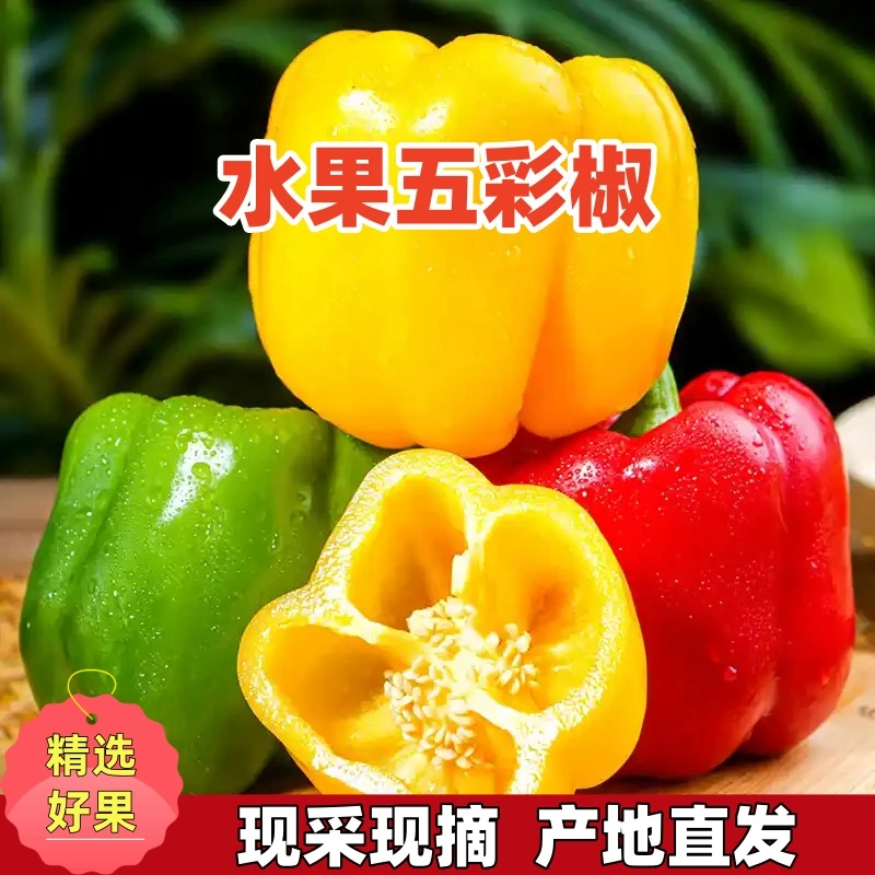 【水果彩椒】山东现摘五彩椒甜椒水果椒现采现摘产地直发