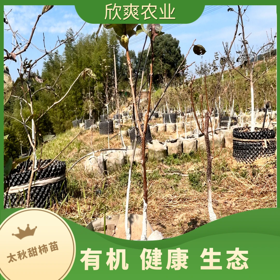 金柿太秋有机种植太秋甜柿三年杯苗原盆原土发货湖南长沙发