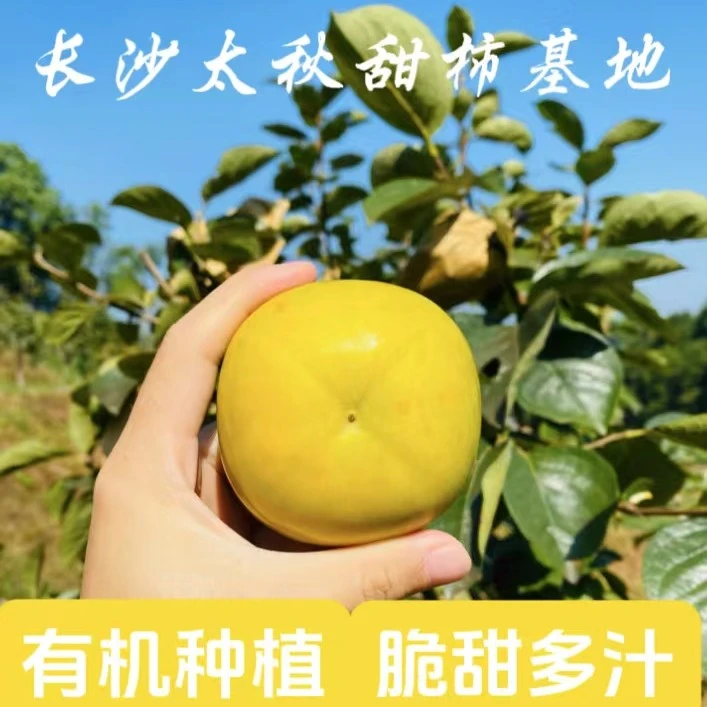 金柿太秋脆甜柿子有机太秋甜柿零售装(表皮带点粗糙，不影响口感）