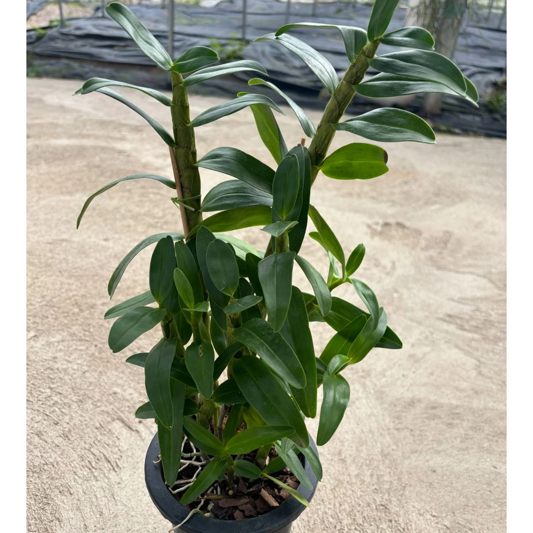 【紫晶白石斛】一物一拍，直播专用