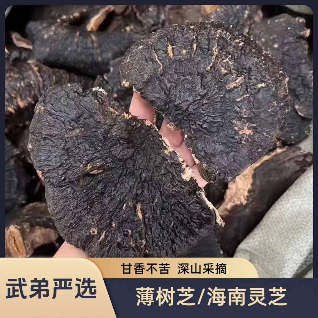薄树芝深山采摘海南灵芝大自然干货灵芝甘香不苦