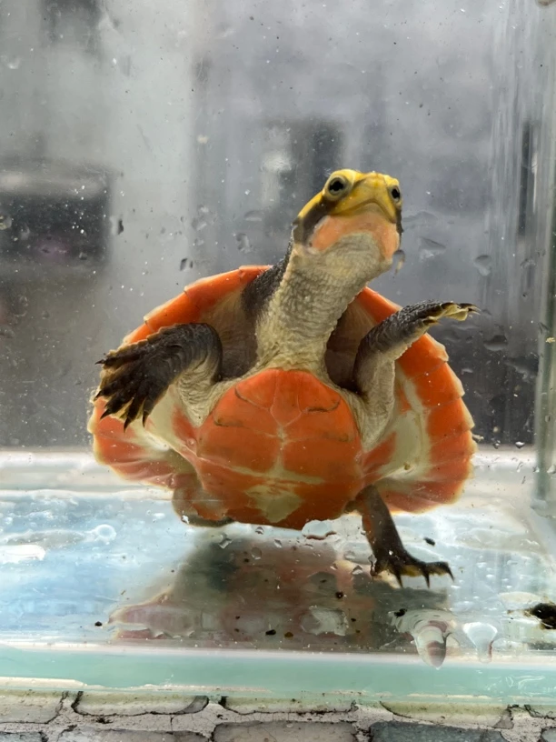 斑点深水龟满天星宠物龟园奥热带深水龟