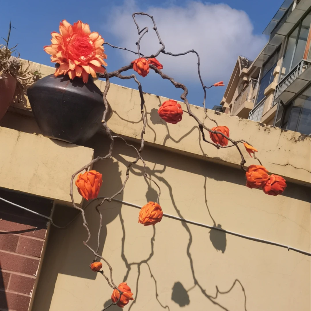 定制【作品】一物一拍