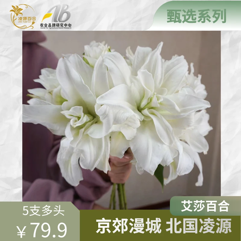 凌源百合【区域公用品牌丨艾莎】凌源产地直发艾莎多头百合产品