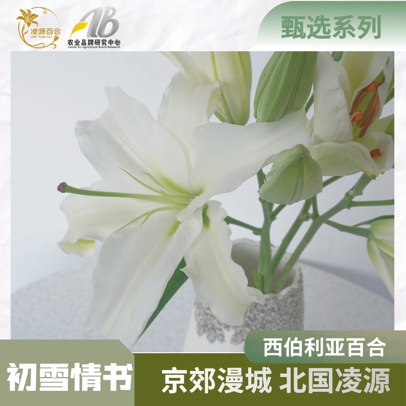凌源百合【区域公用品牌丨西伯利亚】凌源产地直发西伯利亚多头百合