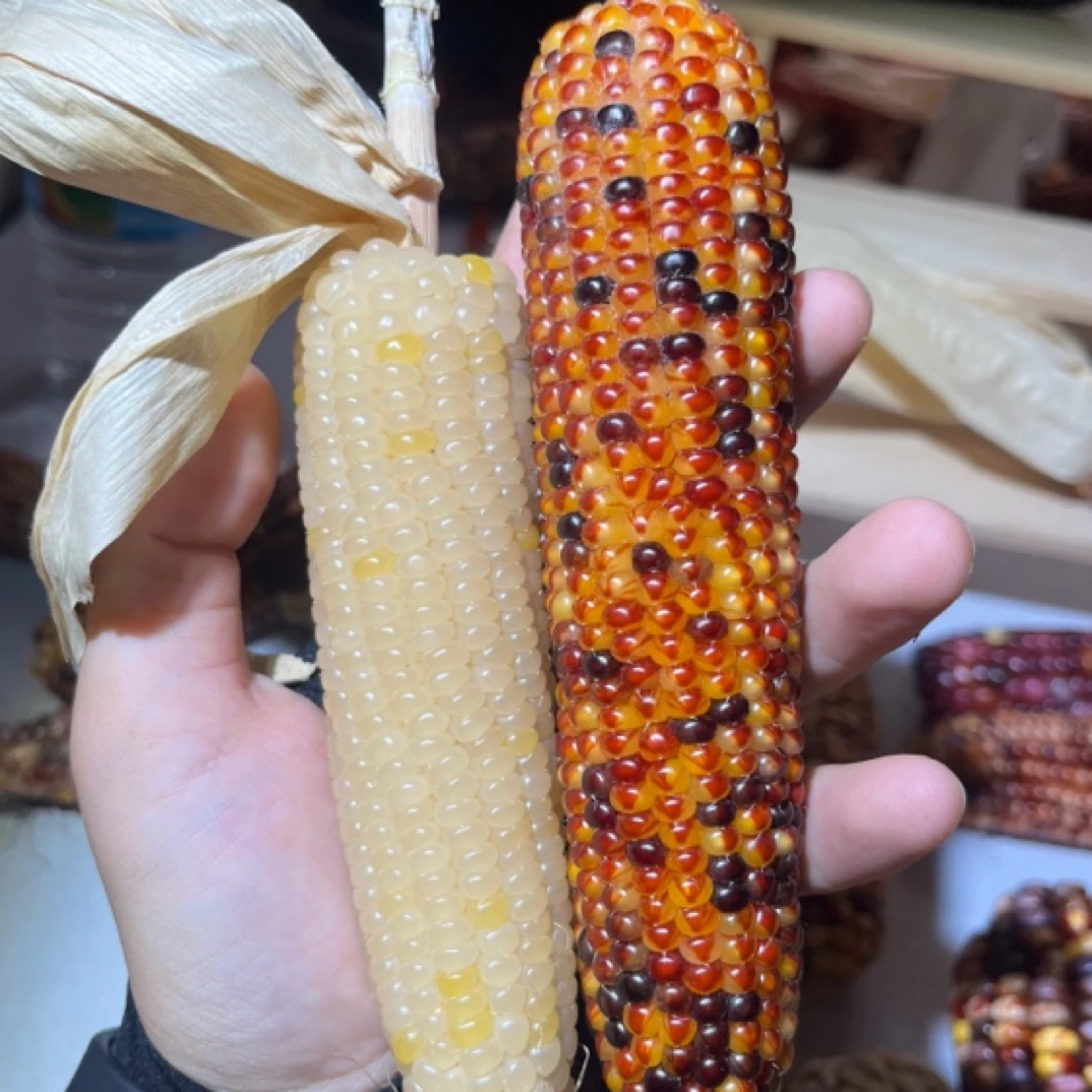 【萌哒王国】直播间玉米专拍，一物一拍