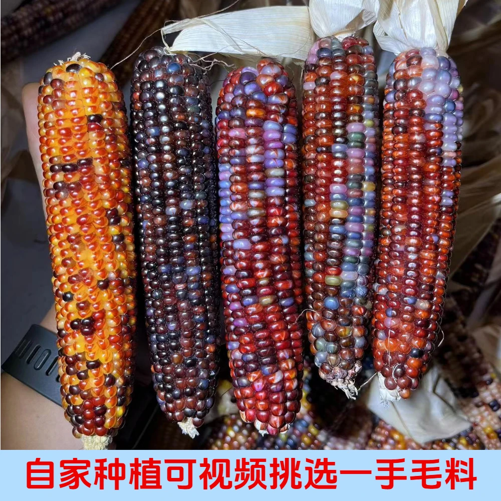 【萌哒王国】自家种植小玉米迷你把玩玉米视频可挑选直播间链接