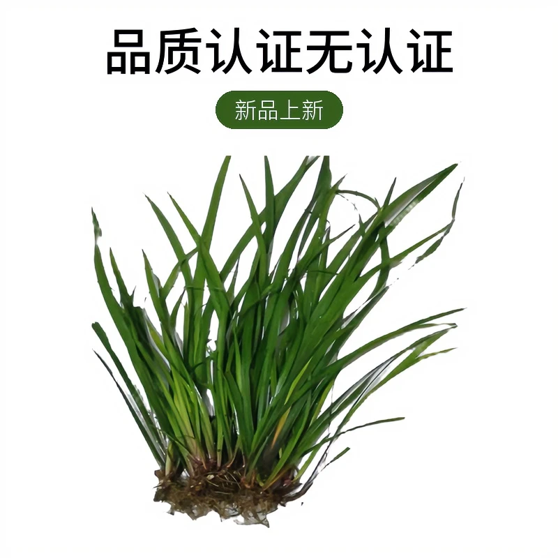 贵州山奈五香草 食物香料炒牛羊肉连根带泥发货包邮可以盆栽250g