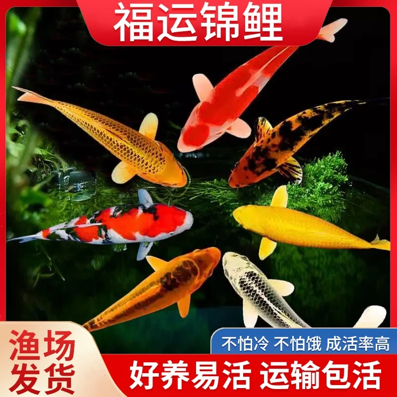 多财多福锦鲤观赏鱼好养耐活冷水鱼