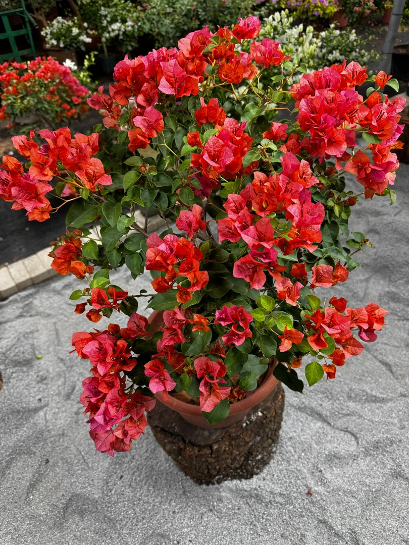 2号B链接物流件三角梅一物一拍，会掉花掉叶介意慎拍