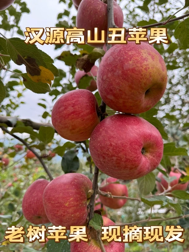 汉源高山糖心苹果现摘现发自然生长脆甜多汁