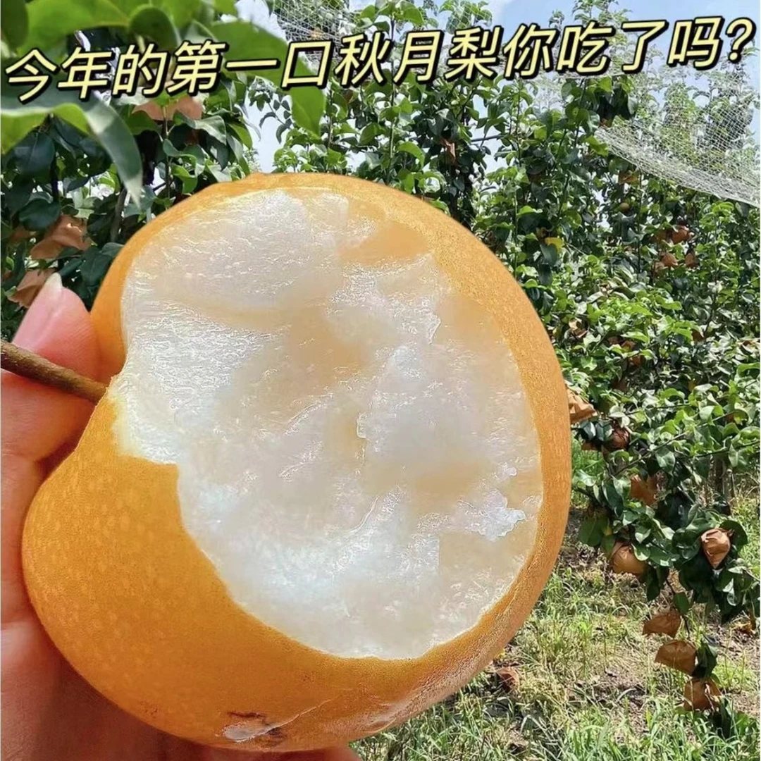正宗秋月梨   (2个/约2斤) 爆甜无渣 脆甜多汁