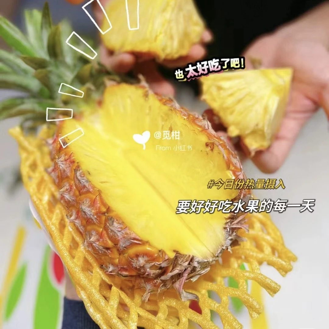 金钻凤梨