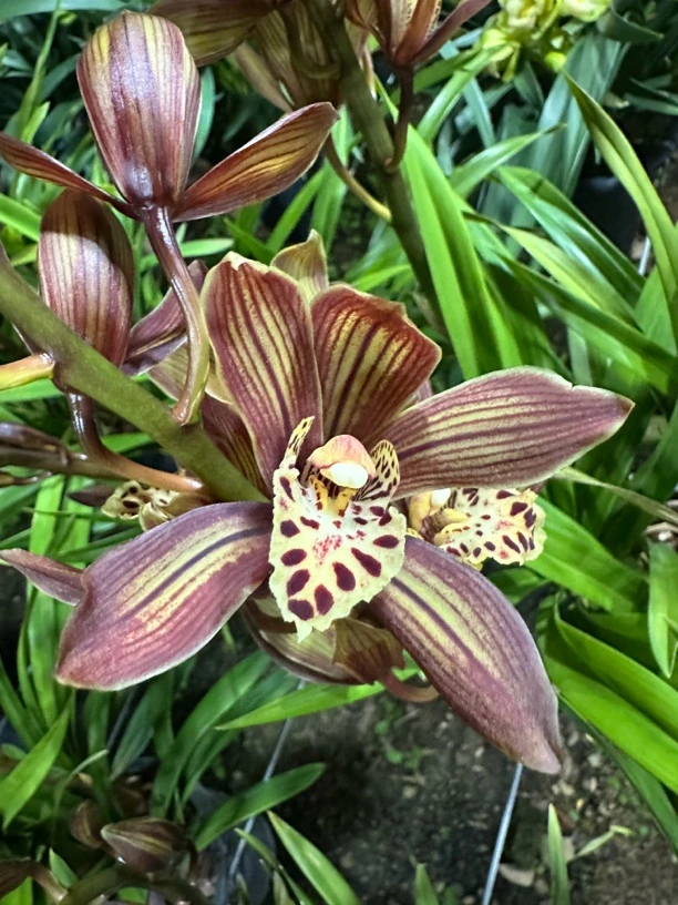 兰花 映月 浓香型 长花期兰花 高级典雅 云南基地直发