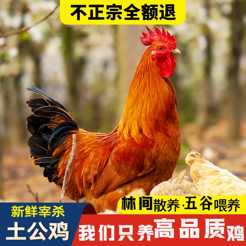 【点亮农业】农家散养土鸡林间散养3年老公鸡吃活食谷物喂养
