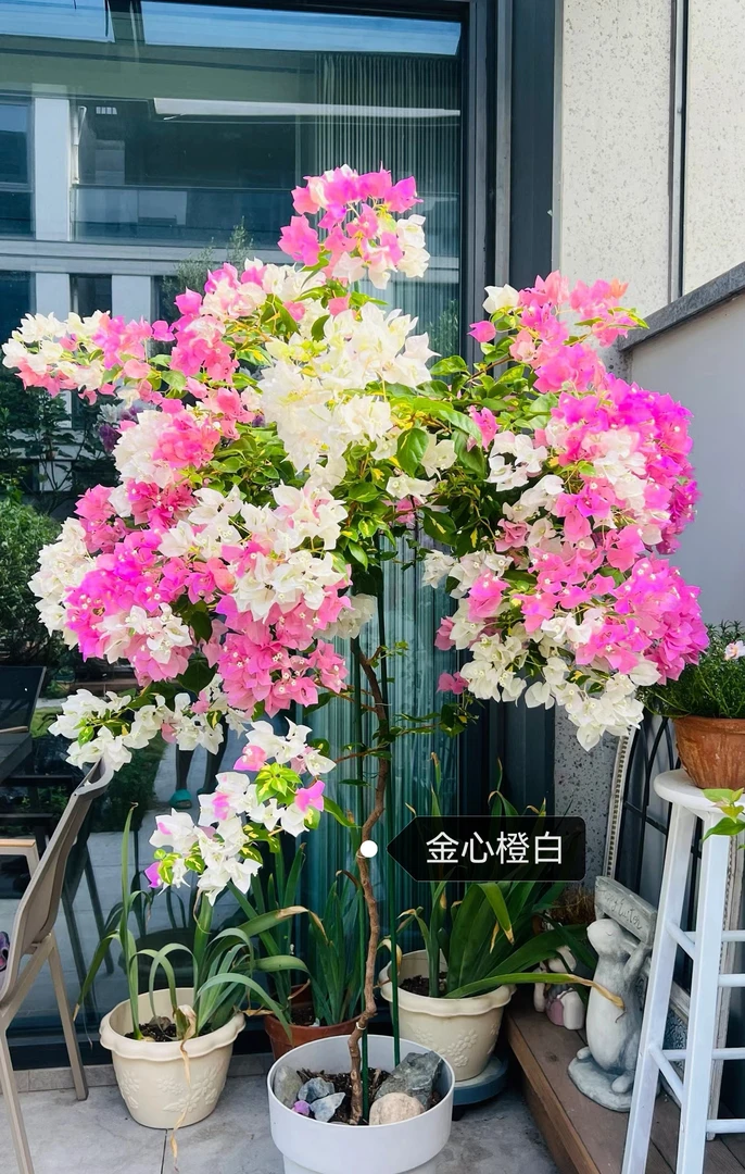 【金心橙白】三角梅一物一拍下单带肥料