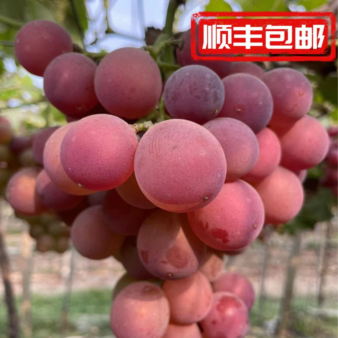 巨峰葡萄浦江葡萄当季水果新鲜葡萄整串五斤水果葡萄园直发