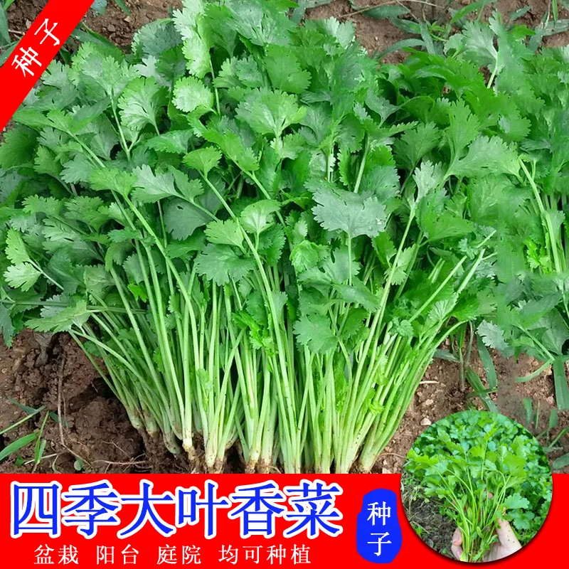 【买1送1】四季大叶香菜种子春秋耐热耐抽薹芫荽种籽农家蔬菜种籽孑
