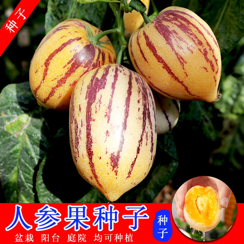 【人参果种子】阳台庭院种植菜园可盆栽水果黄肉蔬菜种籽种孑大全