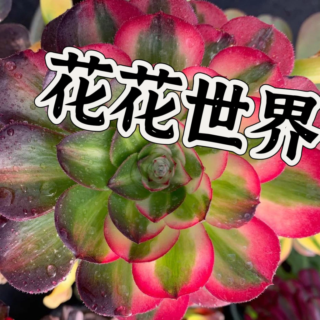 多肉法师植物1号
