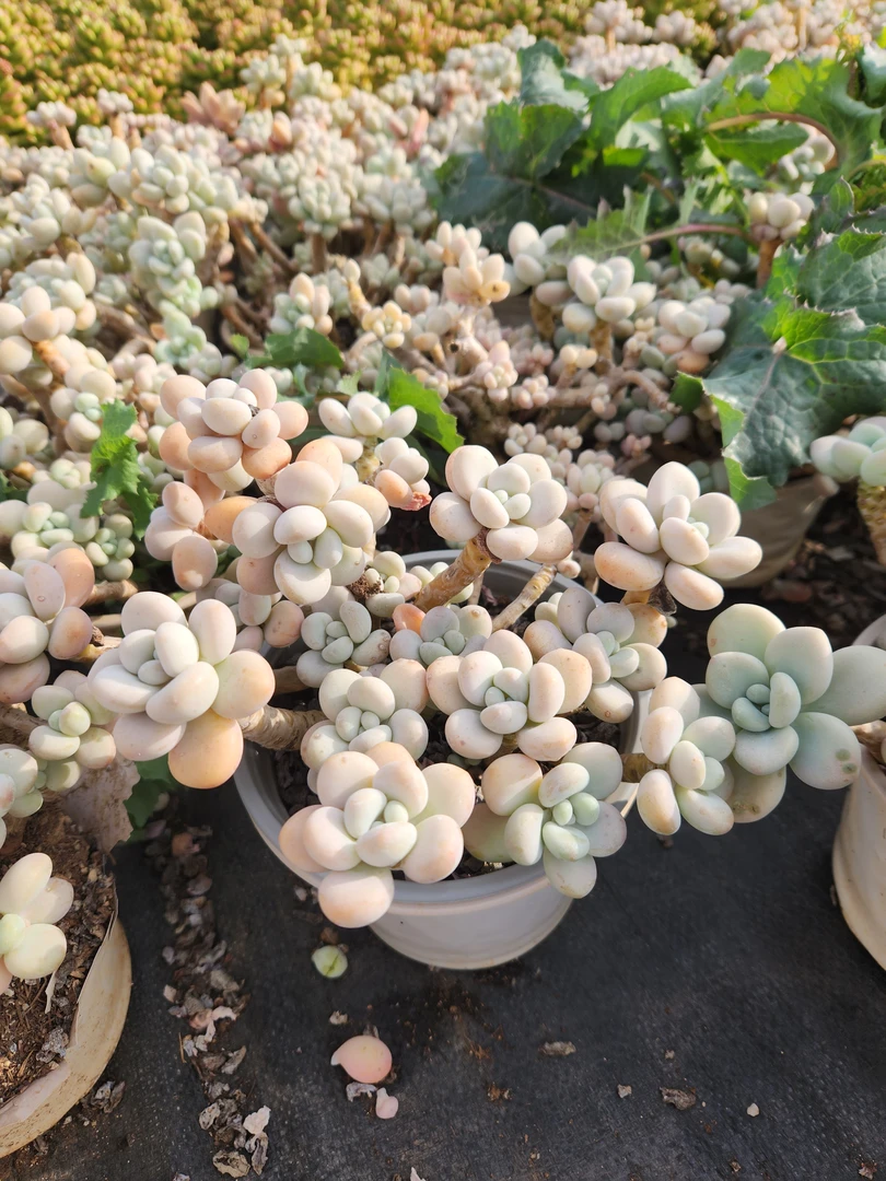 【盆栽洛神】精控盆栽洛神多肉(脱土)轻微掉叶不售后