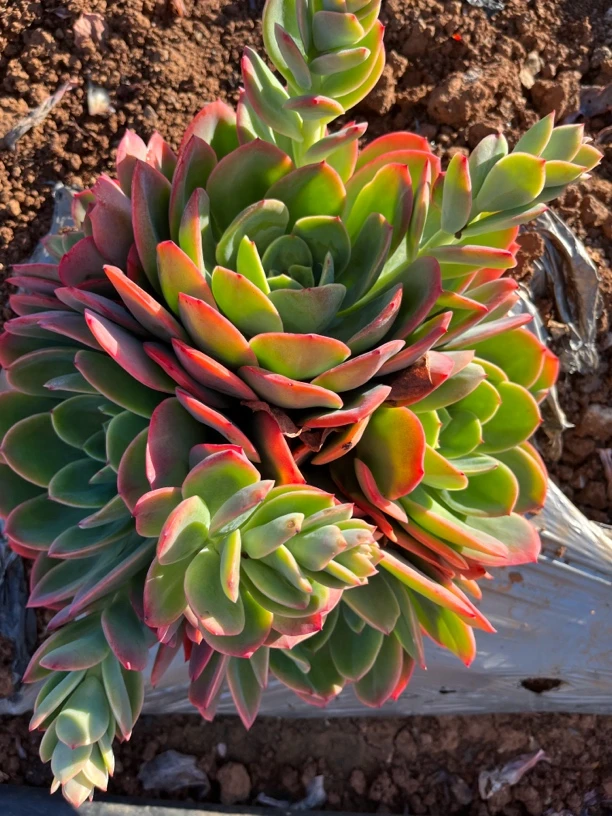 【绮罗大号】25公分地栽绮罗仙子多肉地栽脱土