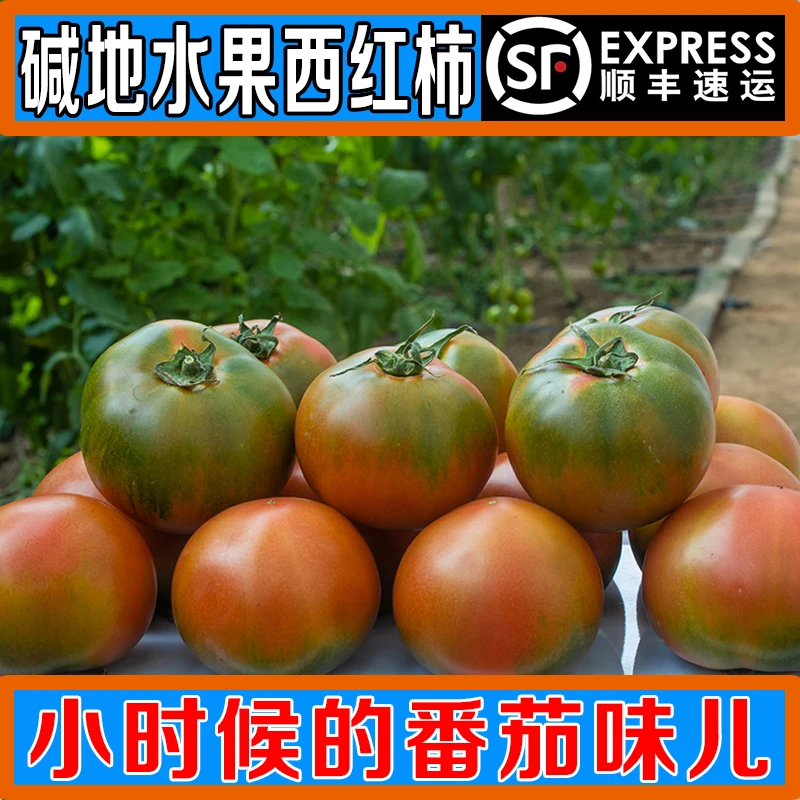【618福利】5斤装 盐碱地西红柿新鲜现摘番茄铁皮草莓柿子顺丰包邮