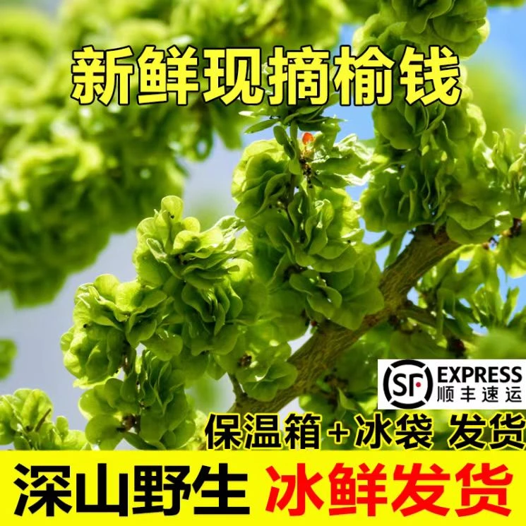 2025新鲜榆钱野菜榆树钱串子现摘现发赔顺丰速运发