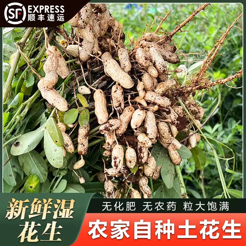（力推5斤）新鲜红皮花生 河南自种带壳湿花生 现挖水煮花生卤花生