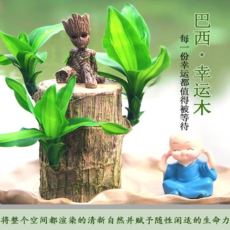 AN水培植物微景观净化空气巴西木幸运木加水培盆