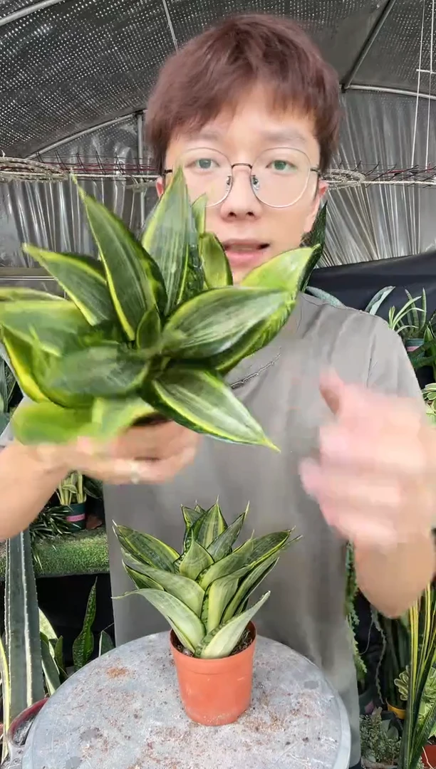 【闪购商品】金丝虎皮兰带盆土12..8