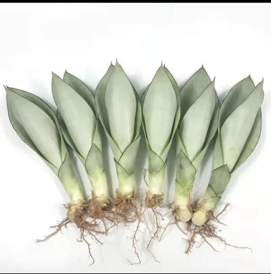 白玉虎皮兰新鲜小仔自家种植   裸根发货   量拍以直播间为准
