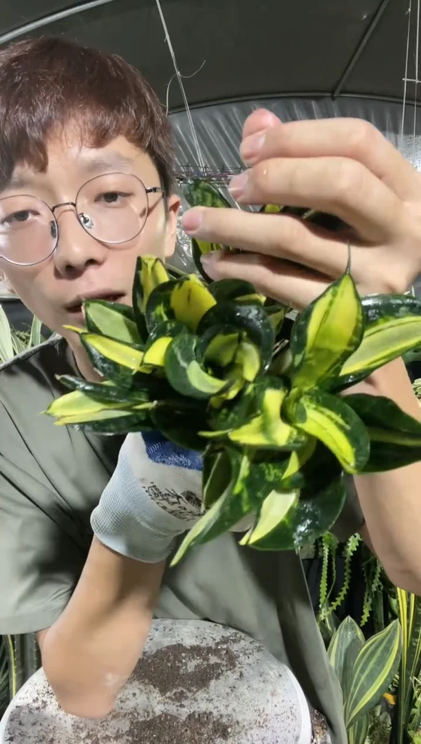 【闪购商品】金玫瑰带盆土15.8