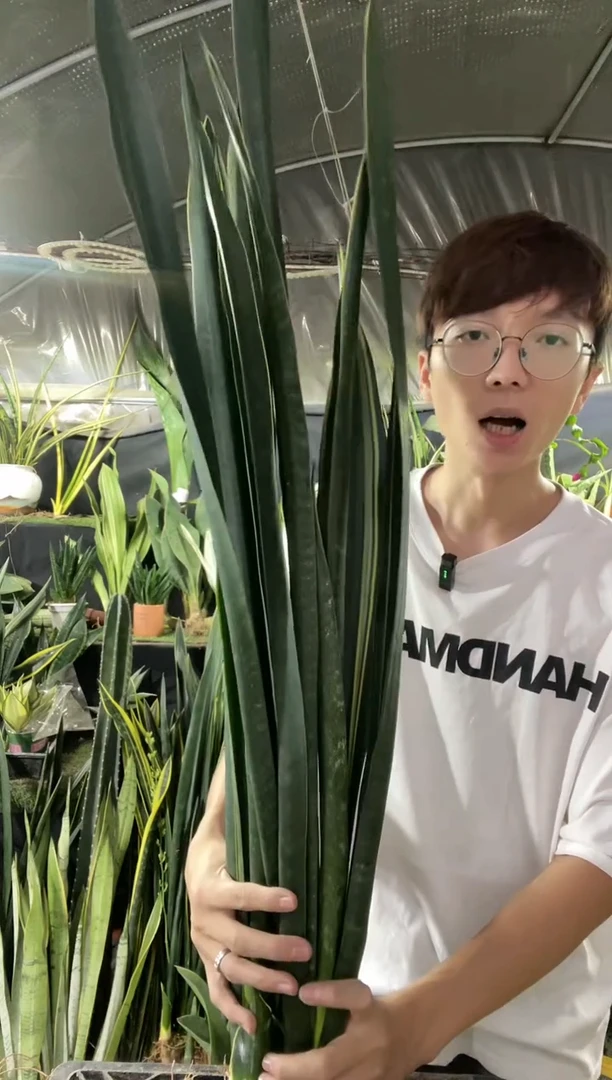 【闪购商品】母本黑金裸根4棵29.9