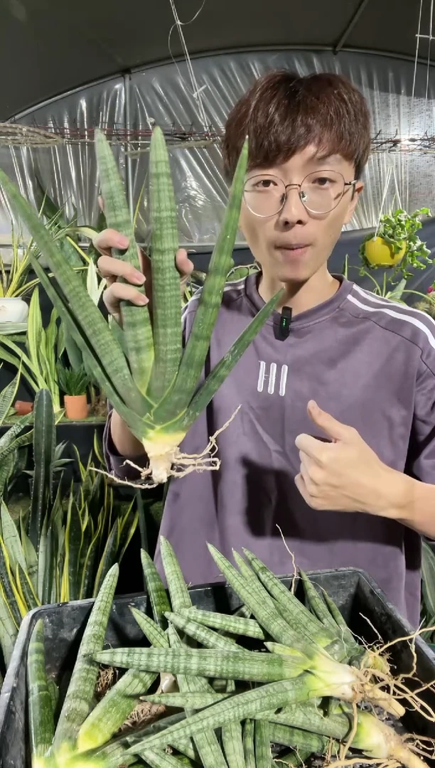 【闪购商品】母本佛手兰5叶25.8