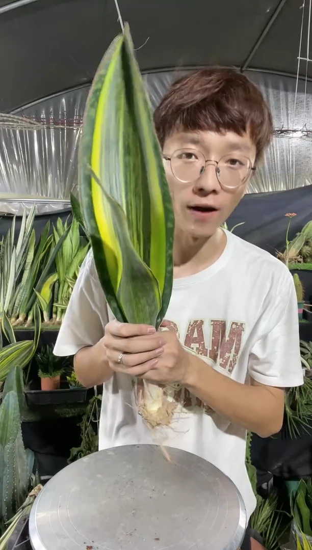 【闪购商品】黄金宝镜30-50厘米16.88