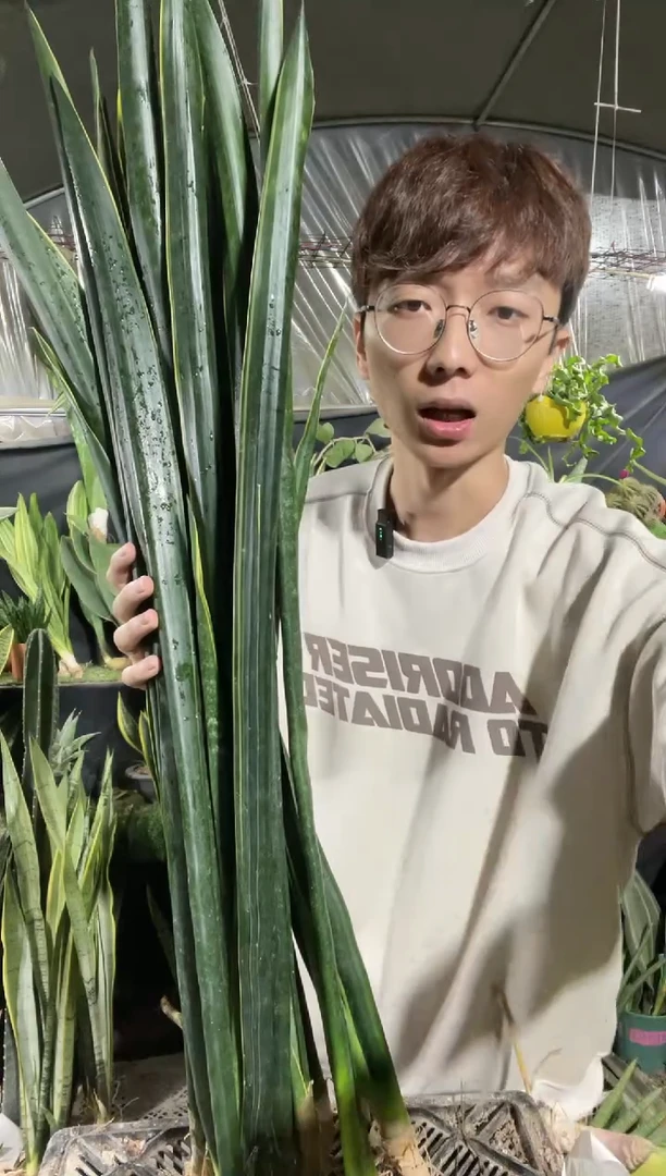 【闪购商品】黑金10棵35.8裸根60厘米单叶起