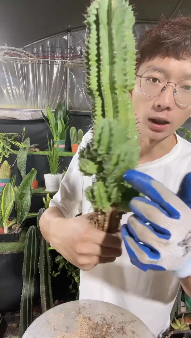 【闪购商品】魁伟玉20厘米起25.8