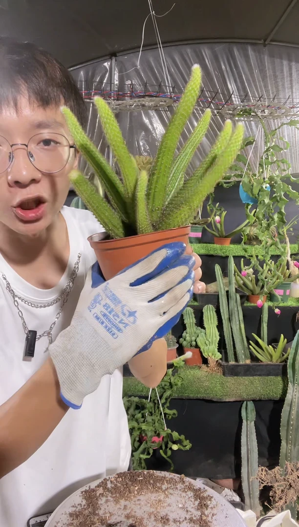 【闪购商品】大号垂吊金妞6头起18.8