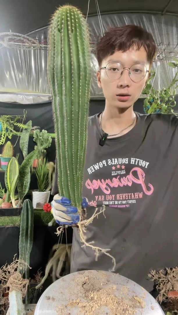 【闪购商品】大凤龙40-50厘米39.9