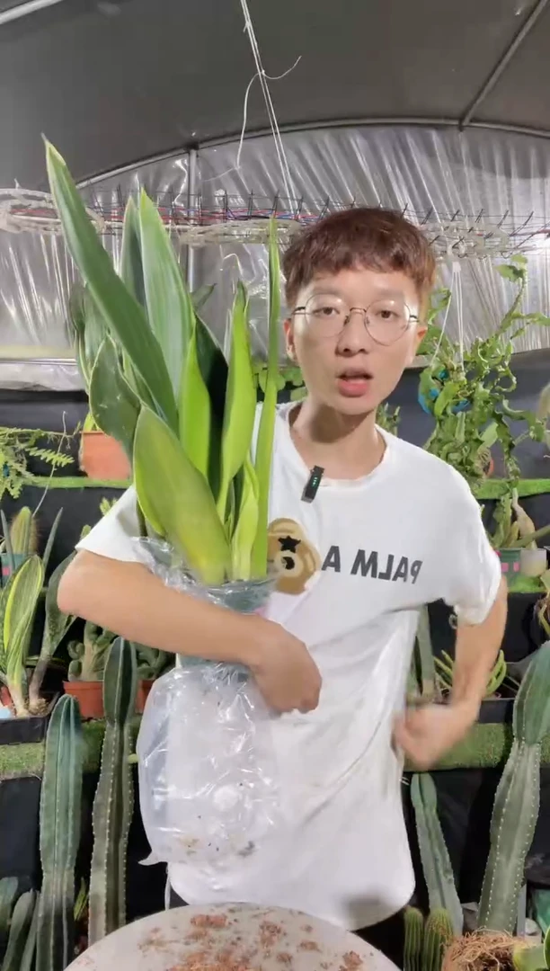 【闪购商品】黑钻虎皮兰15.8（保3棵）