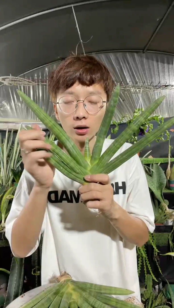 【闪购商品】佛手兰大号五叶2棵16.8