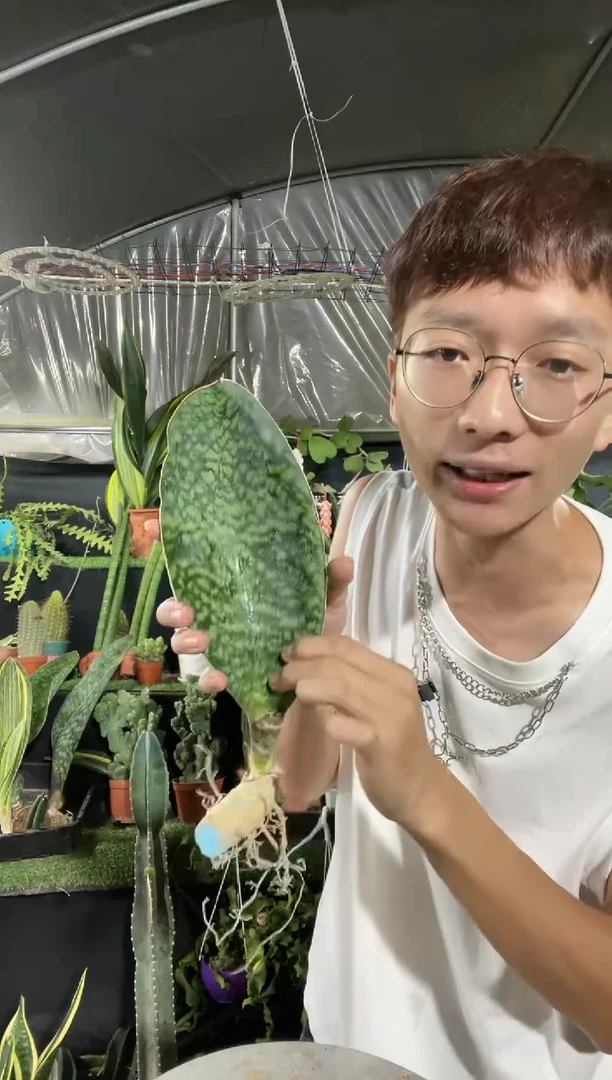 【闪购商品】小号翡翠宝镜一叶9.9