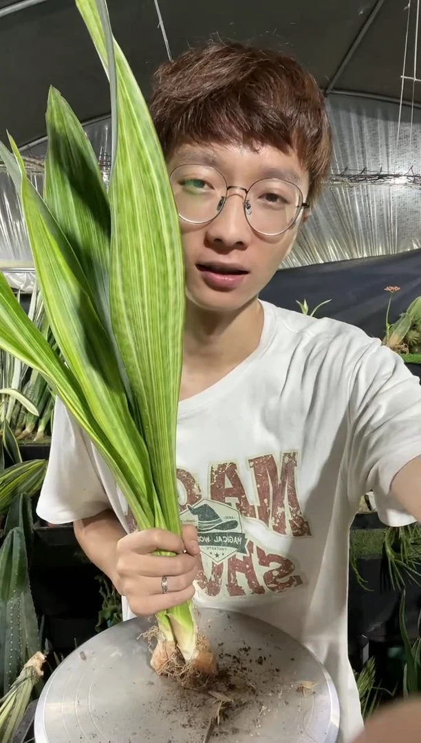 【闪购商品】母本百合虎皮兰3棵35.8