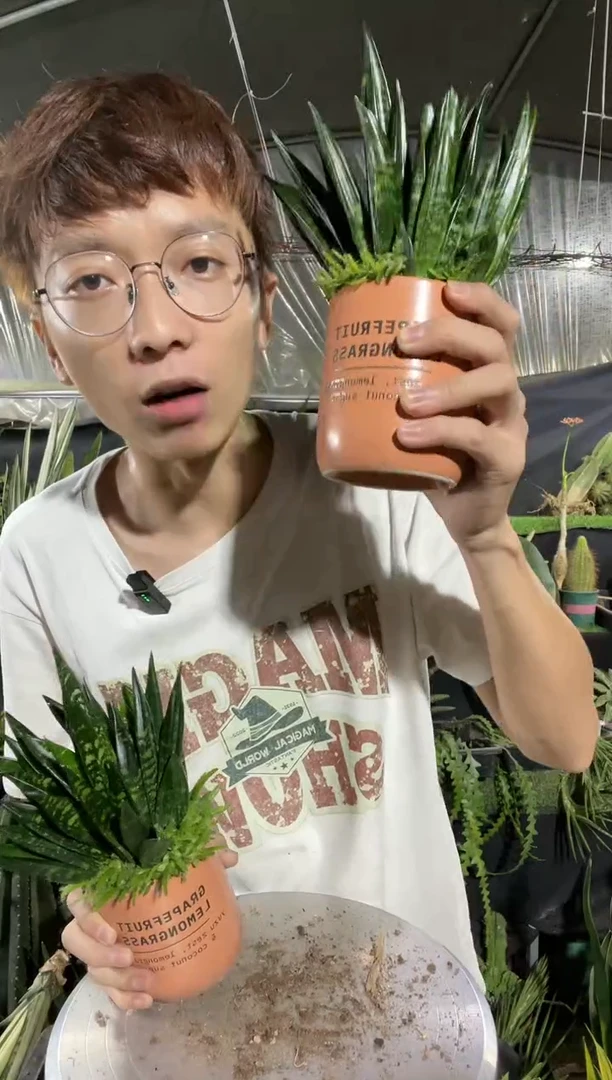 【闪购商品】贝壳虎皮兰带盆土39.9
